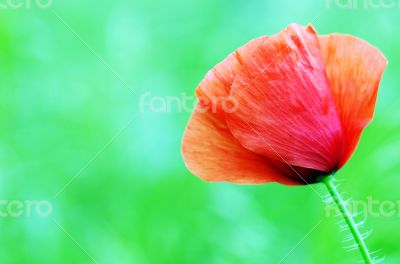 Red poppies blooming in the wild meadow 