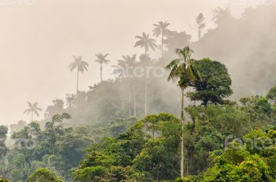 Cloud forest