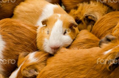 Guinea pigs