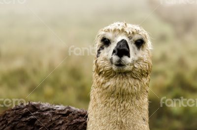 Alpaca