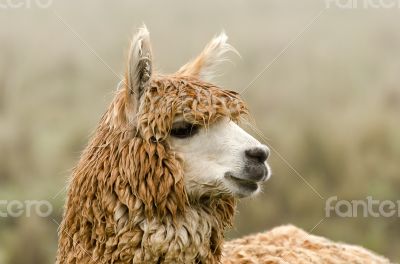 Alpaca