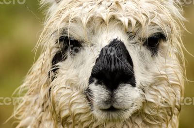 Alpaca