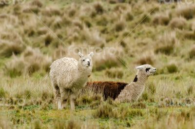 Alpacas