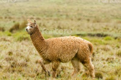 Alpaca