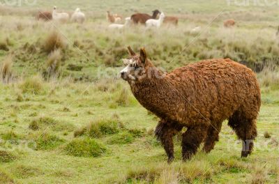 Alpaca