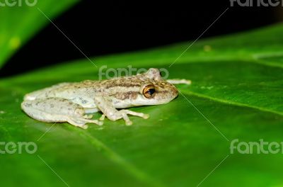 Frog in the jungle