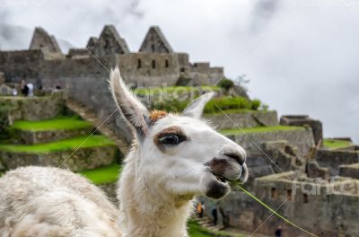 Llama in Machu Picchu