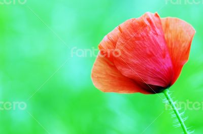Red poppies blooming in the wild meadow