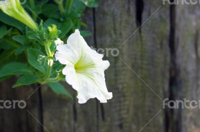 A cluster of white petunias hanging on tree close up 