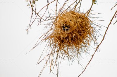 Nest of Village Weaver 