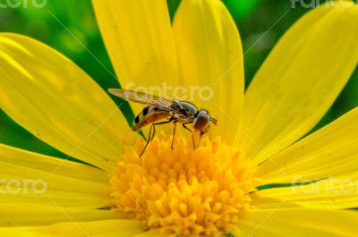 flower-Bee