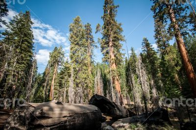 Yosemite view into forest