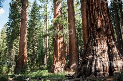 Yosemite Bachelor