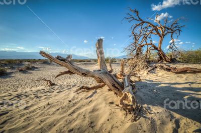 Death Valley dunes wood