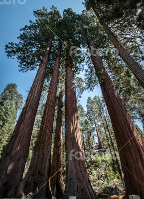 Sequoia trees panorama