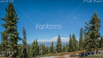 Sequoia forest panoramic view