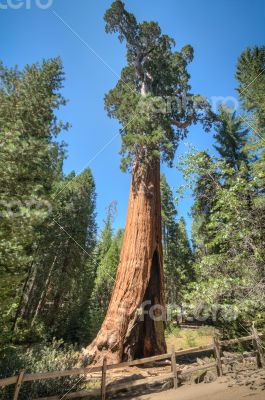 tall tree Sequoia