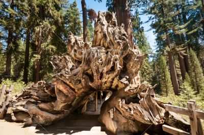 tree root wood  Sequoia