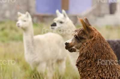 Alpacas