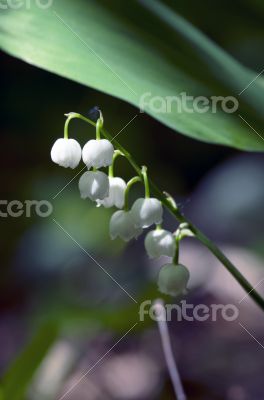 Lily of the valley
