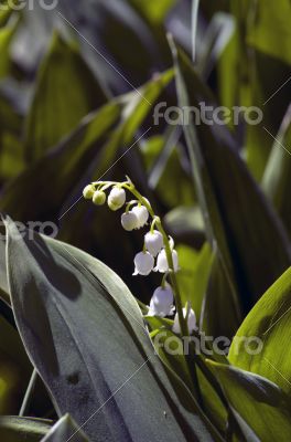 Lily of the valley