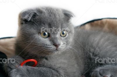 top view of baby cat kitten lying