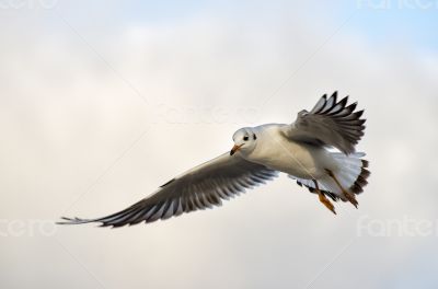 Seagull