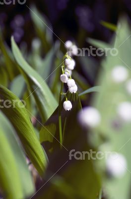 lose up of Lily of the valley 