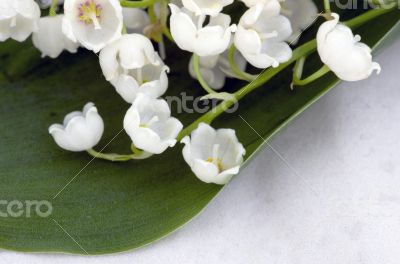 Close up of Lily of the valley