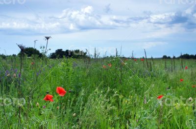 Red poppies blooming in the wild meadow