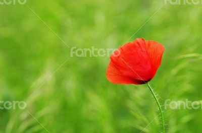 Red poppies blooming in the wild meadow 