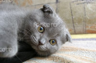 top view of baby cat kitten lying