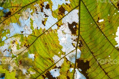 Closeup leaves