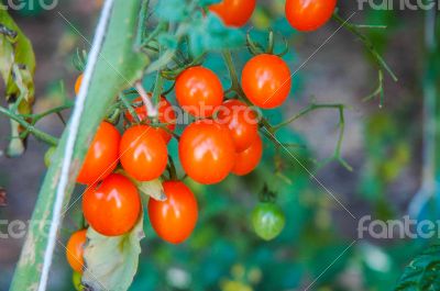 Small tomatoes