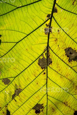 Closeup leaves