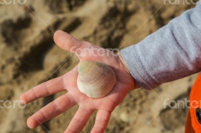 Sea shell on the child`s palm