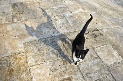 Cat with Shadow