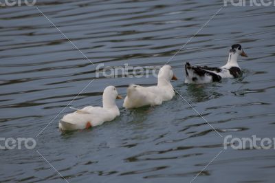 Duck