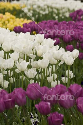 Tulips of Istanbul