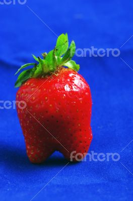 Ripe strawberrie isolate over blue background