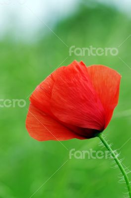 Red poppies blooming in the wild meadow 