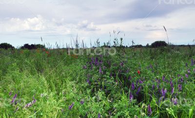Red poppies blooming in the wild meadow
