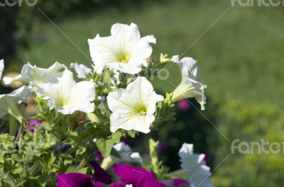 many white petunia flowers in garden 