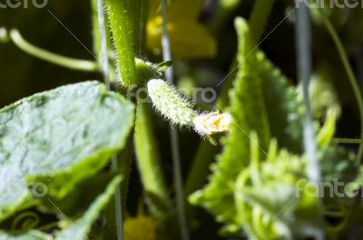 Many small green cucumbers hanging on stem 