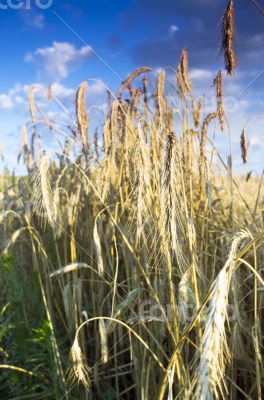 Golden wheat field with blue sky in background 