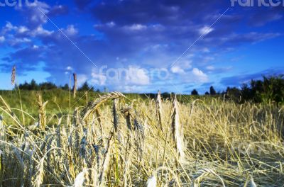 Golden wheat field with blue sky in background 
