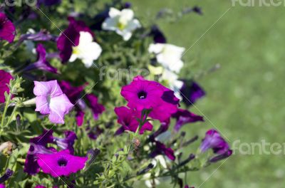 A cluster of purple petunias hanging on tree close up