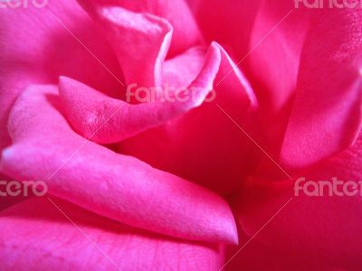 Pink Rose