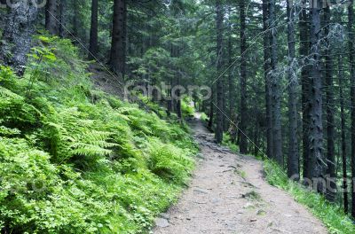 evening mountain plateau landscape (Carpathian, Ukraine) 