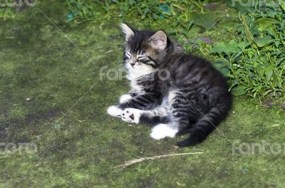 top view of baby cat kitten lying 